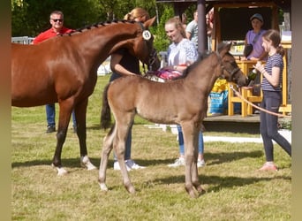 German Riding Pony, Mare, Foal (05/2025), Smoky-Black