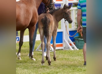 German Riding Pony, Mare, Foal (05/2025), Smoky-Black