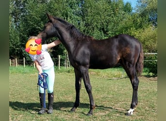 German Riding Pony, Mare, Foal (05/2025), Smoky-Black
