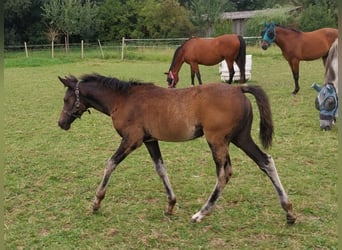 German Riding Pony, Mare, Foal (05/2025), Smoky-Black