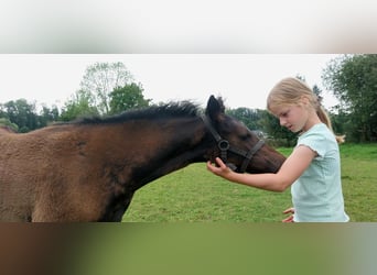 German Riding Pony, Mare, Foal (05/2025), Smoky-Black