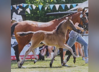 German Riding Pony, Mare, Foal (05/2025), Smoky-Black