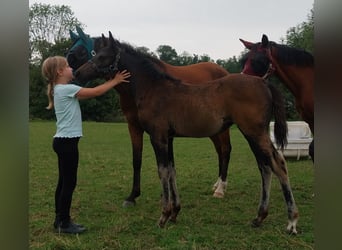 German Riding Pony, Mare, Foal (05/2025), Smoky-Black