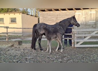 German Riding Pony, Mare, Foal (02/2026), Smoky-Black