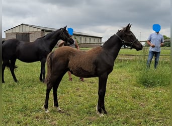 German Riding Pony, Mare, Foal (02/2026), Smoky-Black