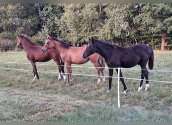 German Riding Pony, Mare, Foal (02/2026), Smoky-Black