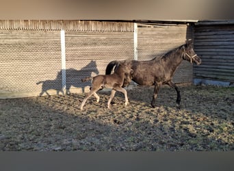 German Riding Pony, Mare, Foal (02/2026), Smoky-Black