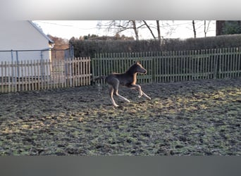 German Riding Pony, Mare, Foal (02/2026), Smoky-Black