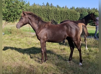 German Riding Pony, Mare, Foal (02/2026), Smoky-Black
