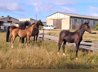German Riding Pony, Mare, Foal (02/2026), Smoky-Black