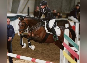 German Riding Pony, Stallion, 10 years, 14.1 hh, Brown German Riding Pony, Stallion, 10 years, 14.1 hh, Brown