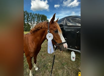 German Riding Pony, Stallion, 10 years, 14.1 hh, Chestnut-Red German Riding Pony, Stallion, 10 years, 14.1 hh, Chestnut-Red