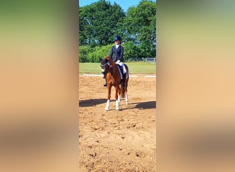 German Riding Pony, Stallion, 10 years, 14.1 hh, Chestnut-Red German Riding Pony, Stallion, 10 years, 14.1 hh, Chestnut-Red