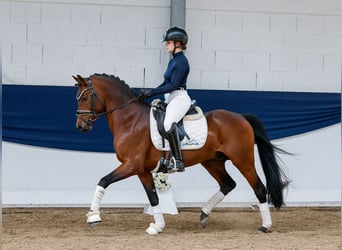 German Riding Pony, Stallion, 10 years, 14,1 hh, Bay-Dark