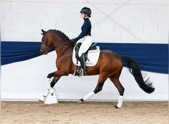 German Riding Pony, Stallion, 10 years, 14,1 hh, Bay-Dark