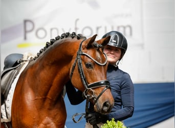 German Riding Pony, Stallion, 10 years, 14,1 hh, Bay-Dark