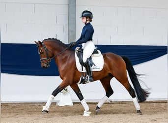 German Riding Pony, Stallion, 10 years, 14,1 hh, Bay-Dark