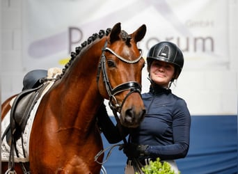 German Riding Pony, Stallion, 10 years, 14,1 hh, Bay-Dark
