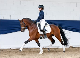 German Riding Pony, Stallion, 10 years, 14,1 hh, Bay-Dark