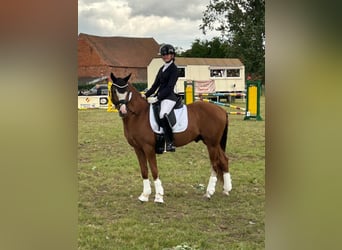German Riding Pony, Stallion, 10 years, 14,1 hh, Chestnut-Red