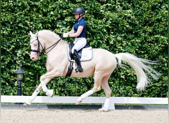 German Riding Pony, Stallion, 10 years, 15.1 hh, Cremello