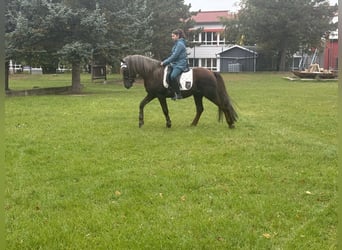 German Riding Pony Mix, Stallion, 10 years, Chestnut