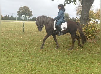 German Riding Pony Mix, Stallion, 10 years, Chestnut