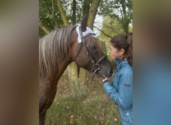 German Riding Pony Mix, Stallion, 10 years, Chestnut