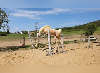 German Riding Pony, Stallion, 11 years, 14.1 hh, Cremello