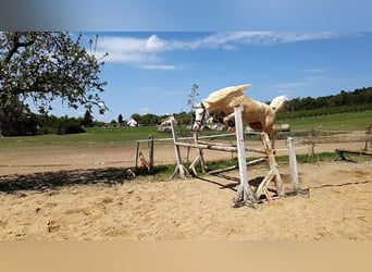 German Riding Pony, Stallion, 11 years, 14.1 hh, Cremello