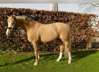 German Riding Pony, Stallion, 12 years, Palomino