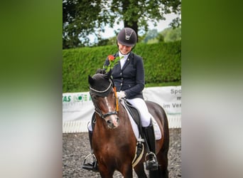 German Riding Pony, Stallion, 13 years, 14,1 hh, Bay-Dark