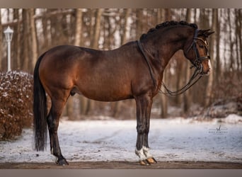 German Riding Pony, Stallion, 13 years, 15 hh, Bay-Dark