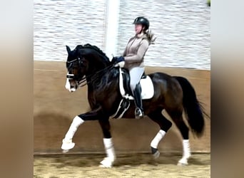 German Riding Pony, Stallion, 13 years, 15 hh, Bay-Dark