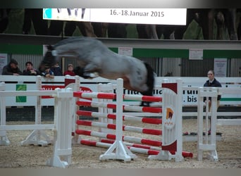 German Riding Pony, Stallion, 14 years, 14 hh, Roan-Bay