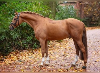 German Riding Pony, Stallion, 15 years, 14.3 hh, Chestnut-Red
