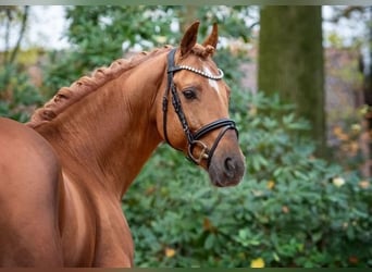 German Riding Pony, Stallion, 15 years, 14.3 hh, Chestnut-Red
