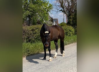 German Riding Pony, Stallion, 16 years, 14.2 hh, Brown