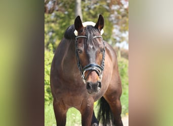 German Riding Pony, Stallion, 16 years, 14.2 hh, Brown