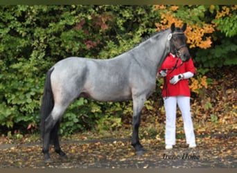 German Riding Pony, Stallion, 16 years, 14 hh, Roan-Bay