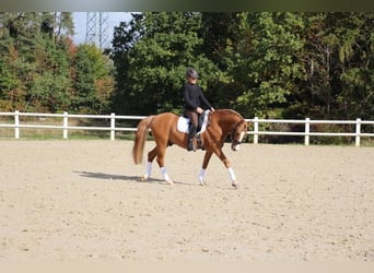 German Riding Pony, Stallion, 17 years, 14,1 hh, Chestnut-Red