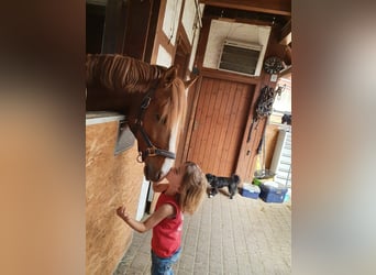 German Riding Pony, Stallion, 17 years, 14,1 hh, Chestnut-Red