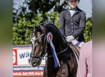 German Riding Pony, Stallion, 17 years, 14,1 hh, Smoky-Black