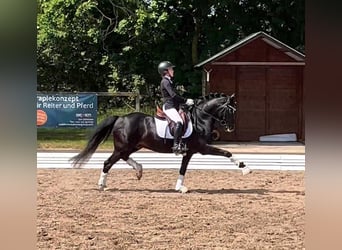 German Riding Pony, Stallion, 17 years, 14,1 hh, Smoky-Black