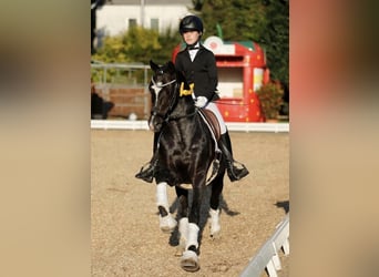 German Riding Pony, Stallion, 17 years, 14,1 hh, Smoky-Black