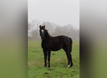 German Riding Pony, Stallion, 1 year, 11,2 hh, Bay-Dark