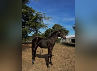 German Riding Pony, Stallion, 1 year, 12,3 hh, Black