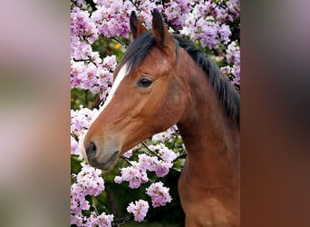 German Riding Pony, Stallion, 1 year, 14.1 hh, Brown
