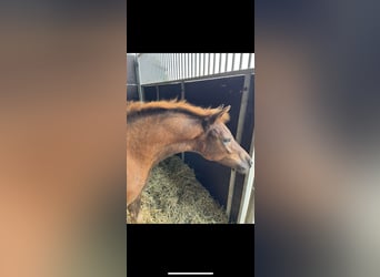 German Riding Pony, Stallion, 1 year, 14.1 hh, Chestnut