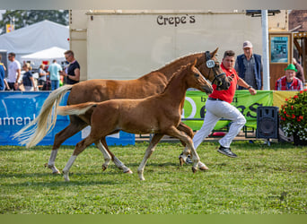 German Riding Pony, Stallion, 1 year, 14.1 hh, Chestnut-Red